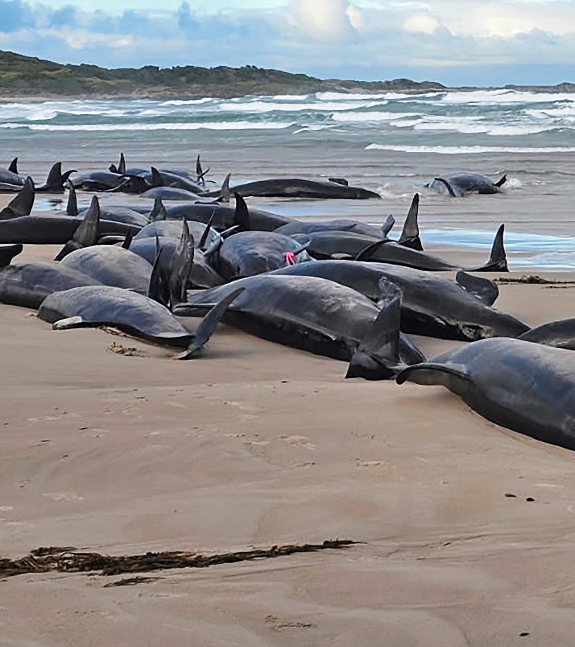 Auf diesem von Jocelyn Flint zur Verfügung gestellten Foto liegen gestrandete Kleine Schwertwale an einem abgelegenen Strand in der Nähe von Arthur River im australischen Inselstaat Tasmanien