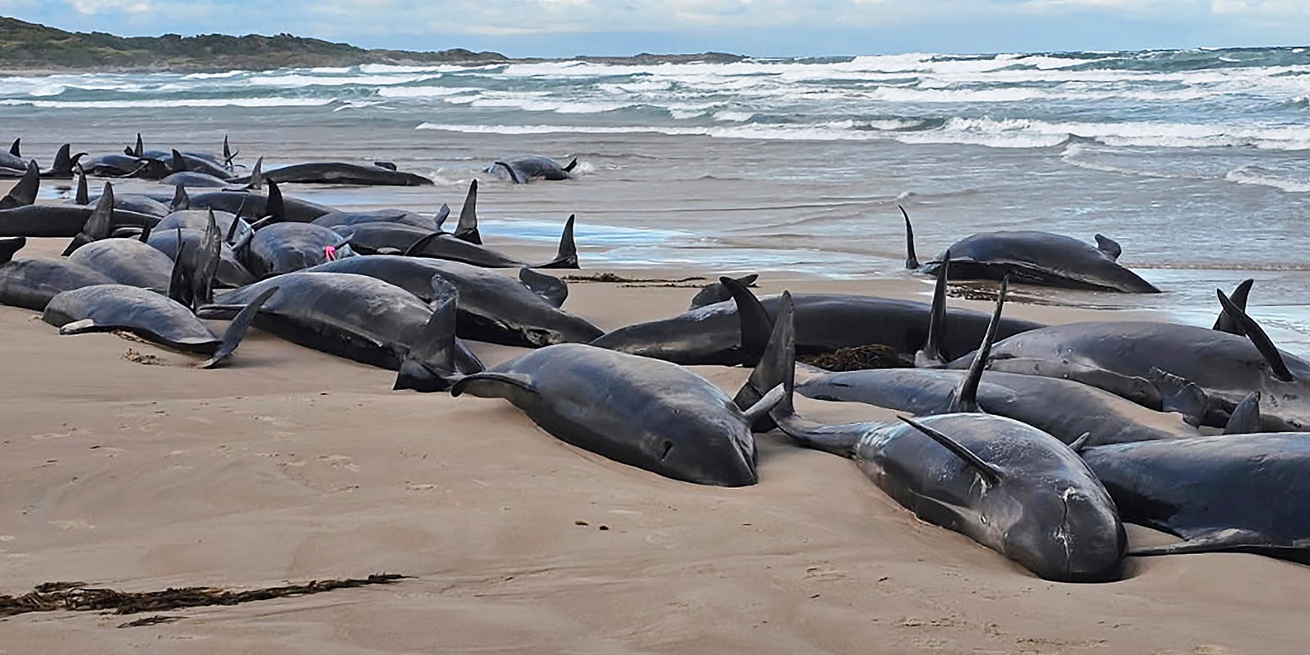 Auf diesem von Jocelyn Flint zur Verfügung gestellten Foto liegen gestrandete Kleine Schwertwale an einem abgelegenen Strand in der Nähe von Arthur River im australischen Inselstaat Tasmanien