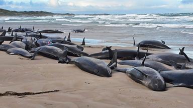 Auf diesem von Jocelyn Flint zur Verfügung gestellten Foto liegen gestrandete Kleine Schwertwale an einem abgelegenen Strand in der Nähe von Arthur River im australischen Inselstaat Tasmanien