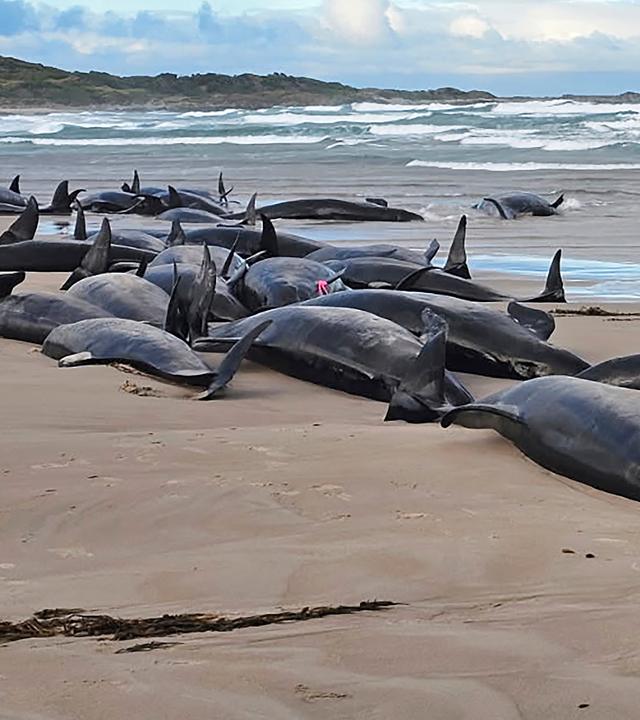 Auf diesem von Jocelyn Flint zur Verfügung gestellten Foto liegen gestrandete Kleine Schwertwale an einem abgelegenen Strand in der Nähe von Arthur River im australischen Inselstaat Tasmanien