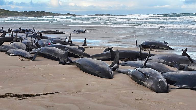 Auf diesem von Jocelyn Flint zur Verfügung gestellten Foto liegen gestrandete Kleine Schwertwale an einem abgelegenen Strand in der Nähe von Arthur River im australischen Inselstaat Tasmanien