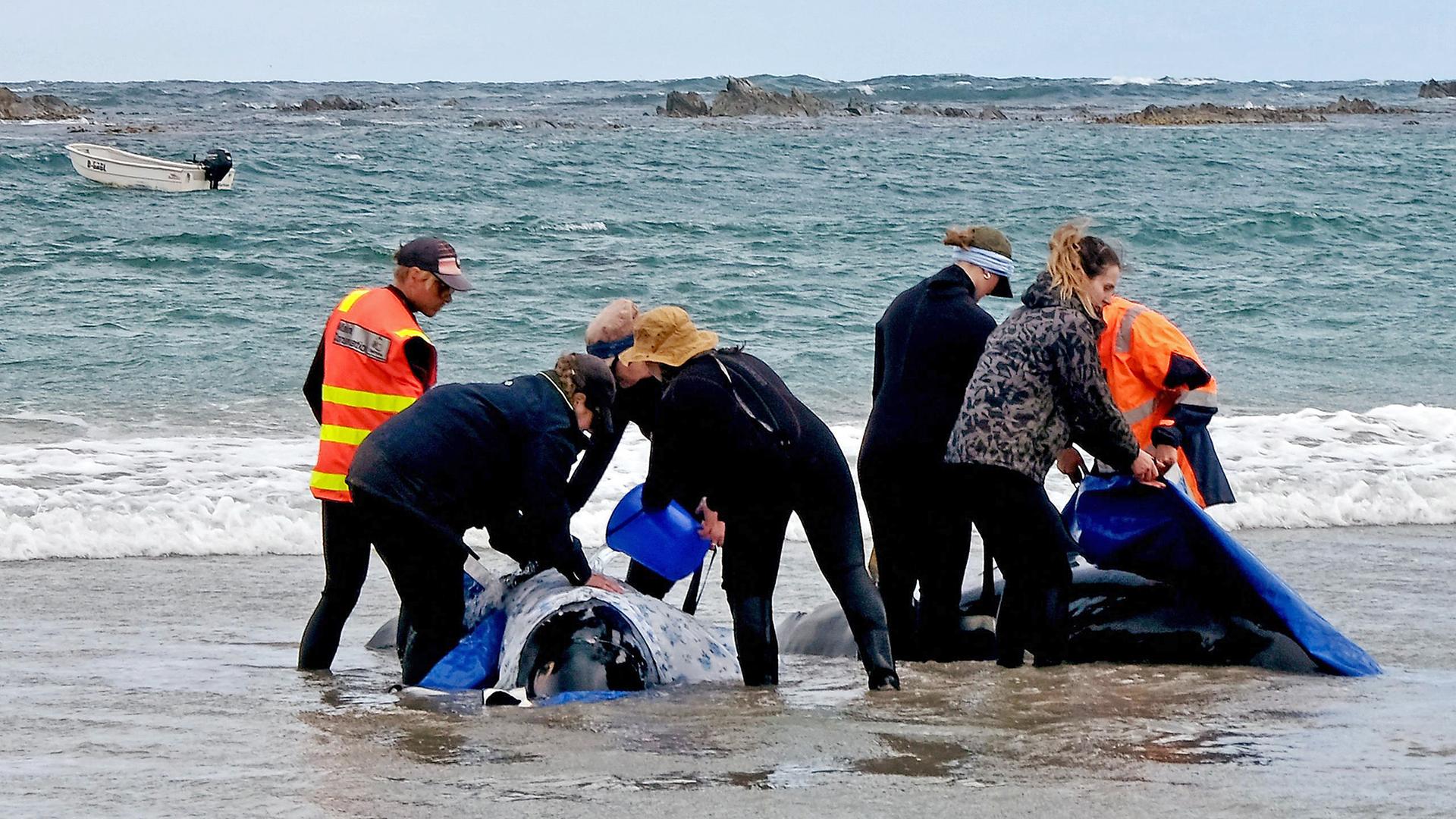 Beamte, die an Delfinen arbeiten, die an einem Strand in der Nähe des Arthur River an der Westküste Tasmaniens gestrandet sind, aufgenommen am 19.02.2025