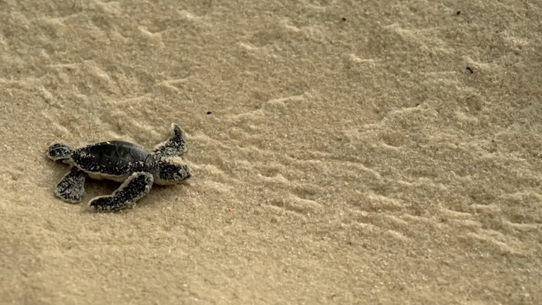 Meeresschildkröte galt lange als gefährdet