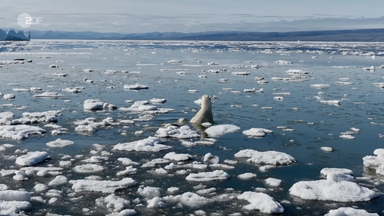 NATO Arctic Sentry