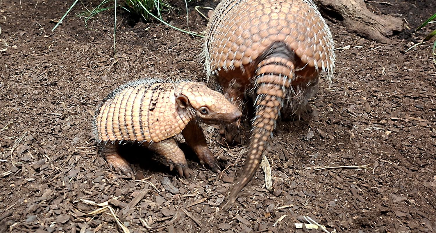Tierpark Hagenbeck mit erstem Sechsbinden-Gürteltier-Nachwuchs