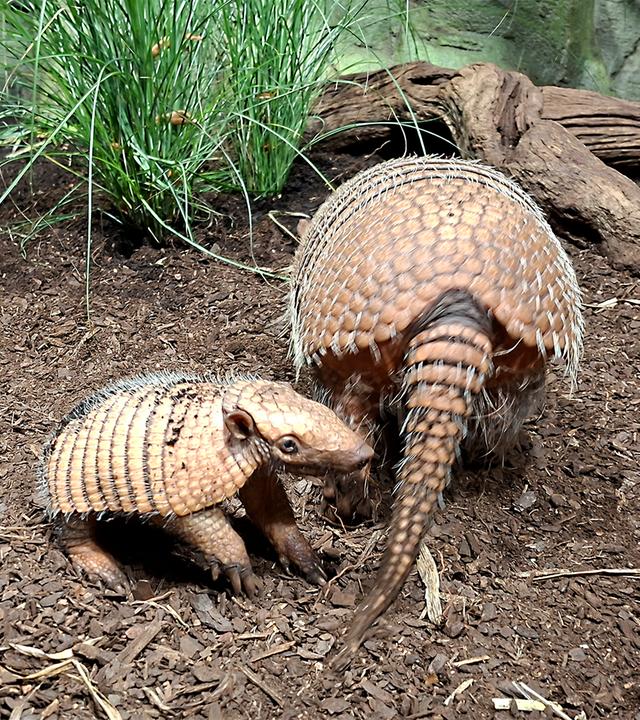 Tierpark Hagenbeck mit erstem Sechsbinden-Gürteltier-Nachwuchs