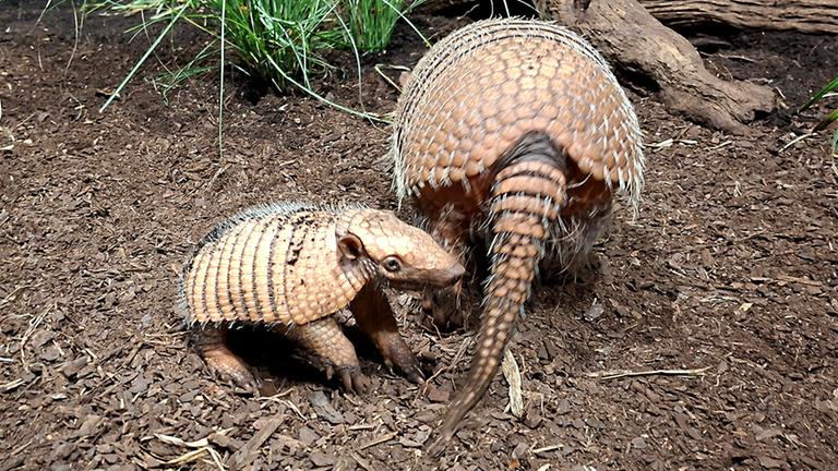 Tierpark Hagenbeck mit erstem Sechsbinden-Gürteltier-Nachwuchs