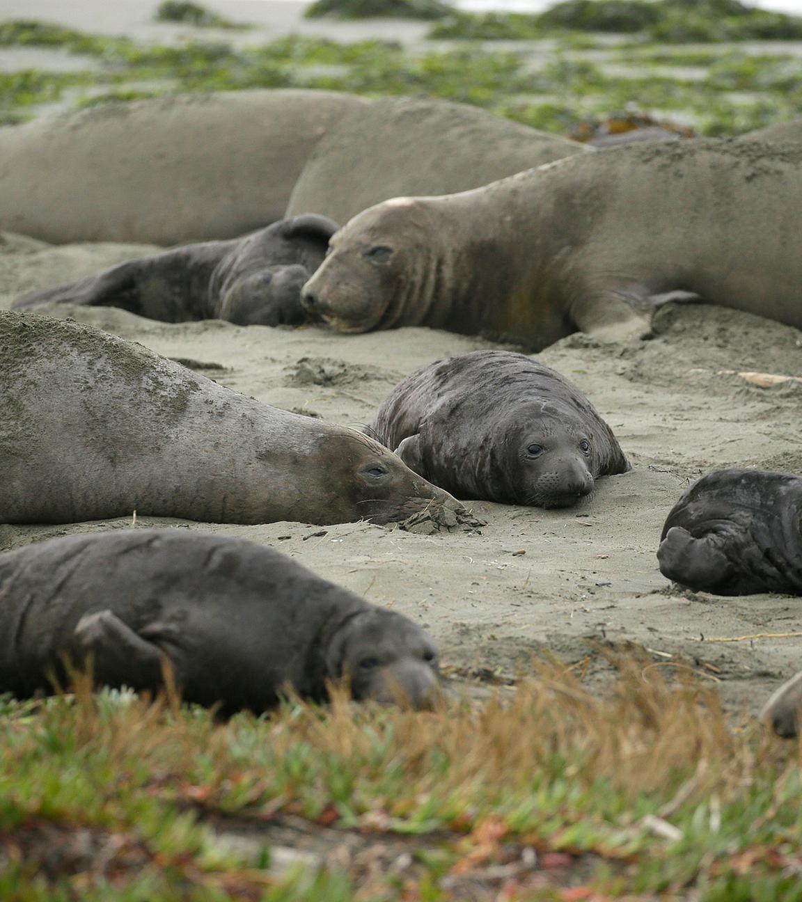 See-Elefanten liegen an einem Strand