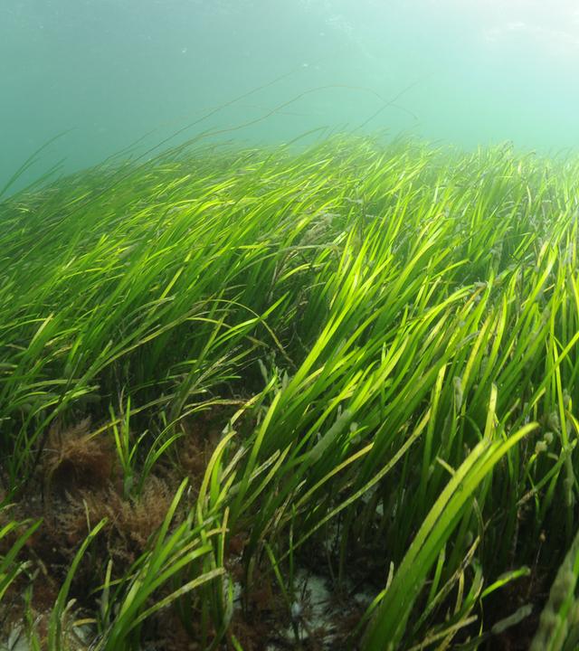 Unterwasseraufnahme von Seegras
