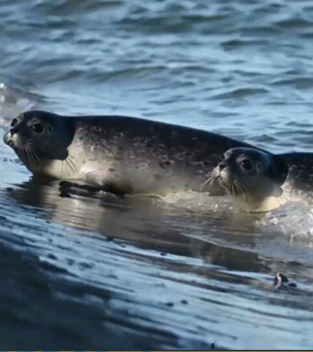 Zwei von Drei Seehund-Heuler im Wasser.