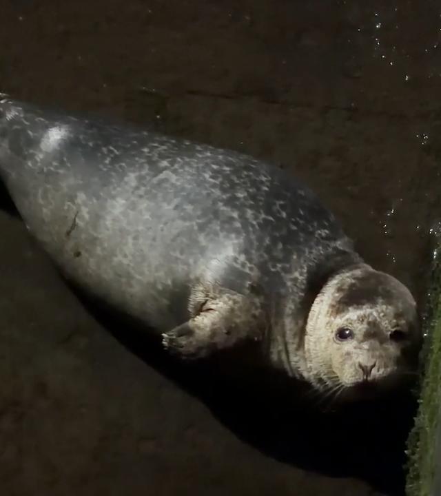 Seehund liegt in unterirdischem Kanal in der Flensburger Innenstadt