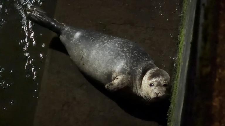 Seehund liegt in unterirdischem Kanal in der Flensburger Innenstadt