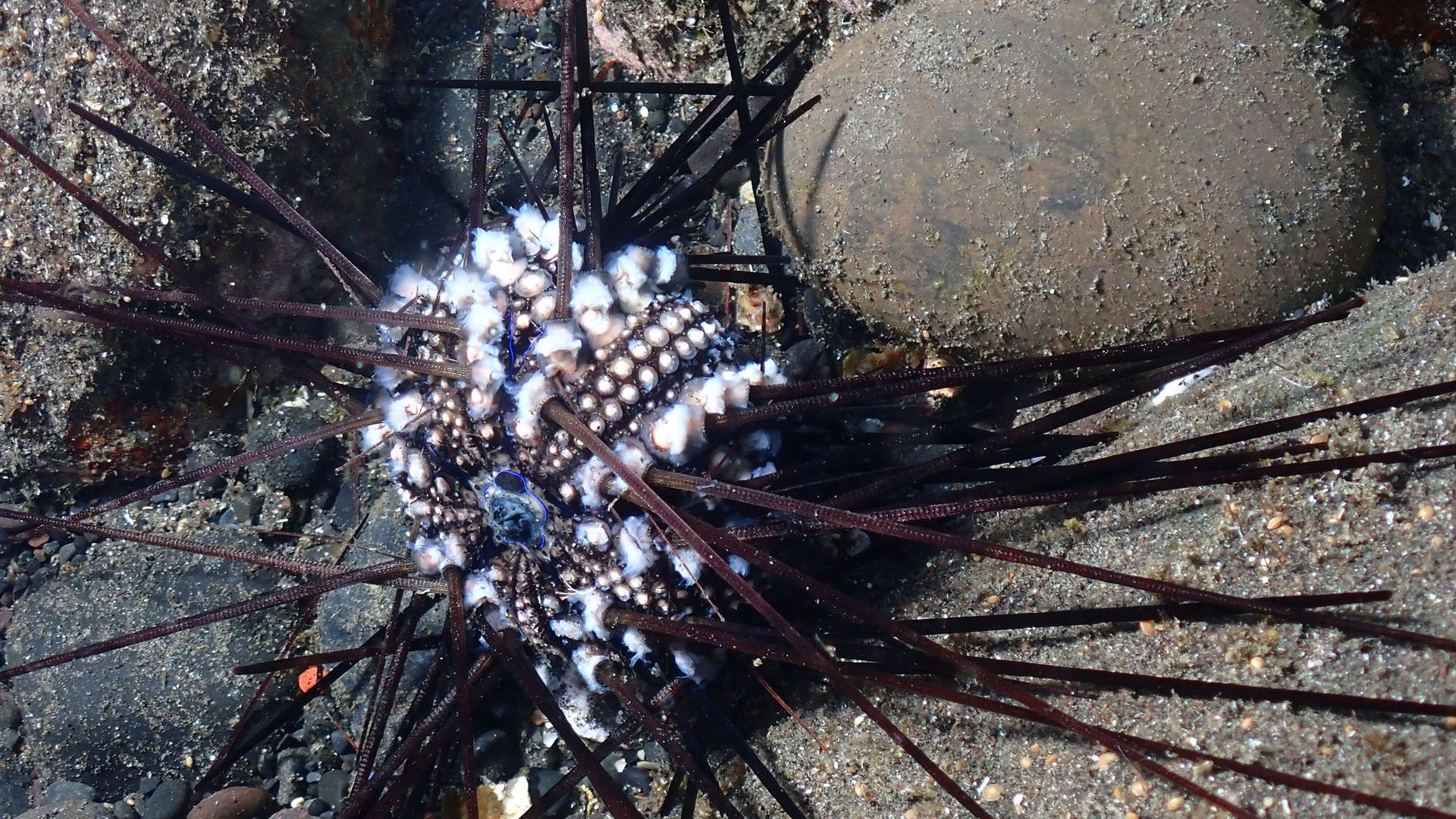 Infizierter Seeigel auf der Insel La Réunion