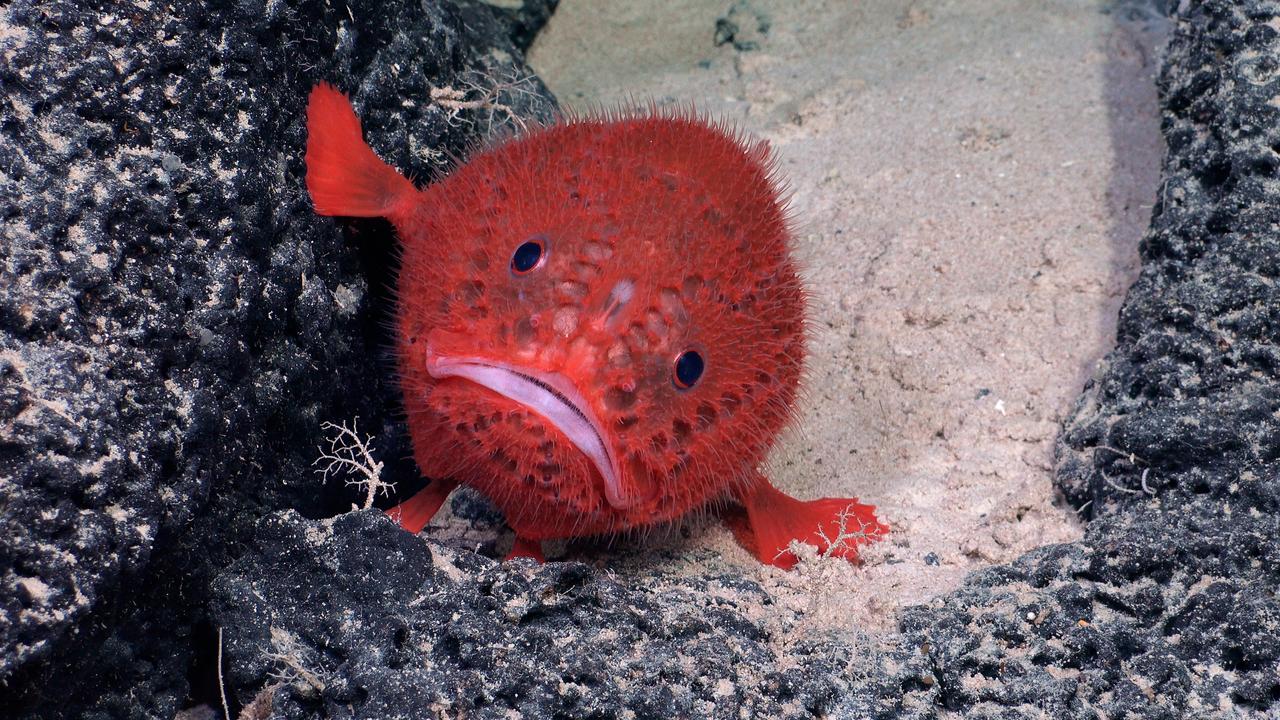 Eine rote grimmig schauenden Seekröte auf dem Meeresboden.
