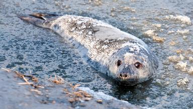 Robbenbabys dürfen zurück ins Meer