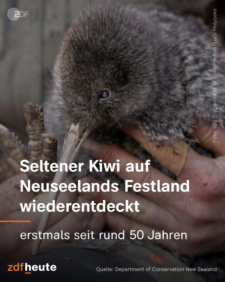 Ein seltener Kiwi wurde nach 50 Jahren wiederentdeckt