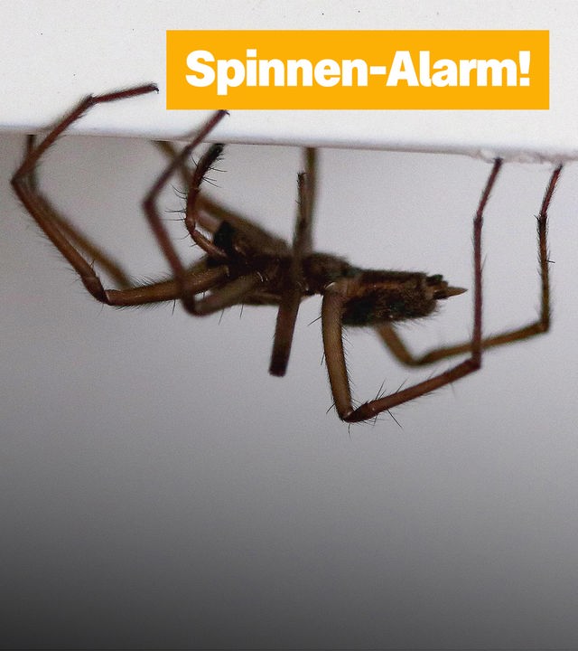 Eine Spinne hängt kopfüber an einer Wand. Der Hintergrund ist grau und in der oberen rechten Ecke steht in weiß auf orangenem Hintergrund Spinnen-Alarm!.
