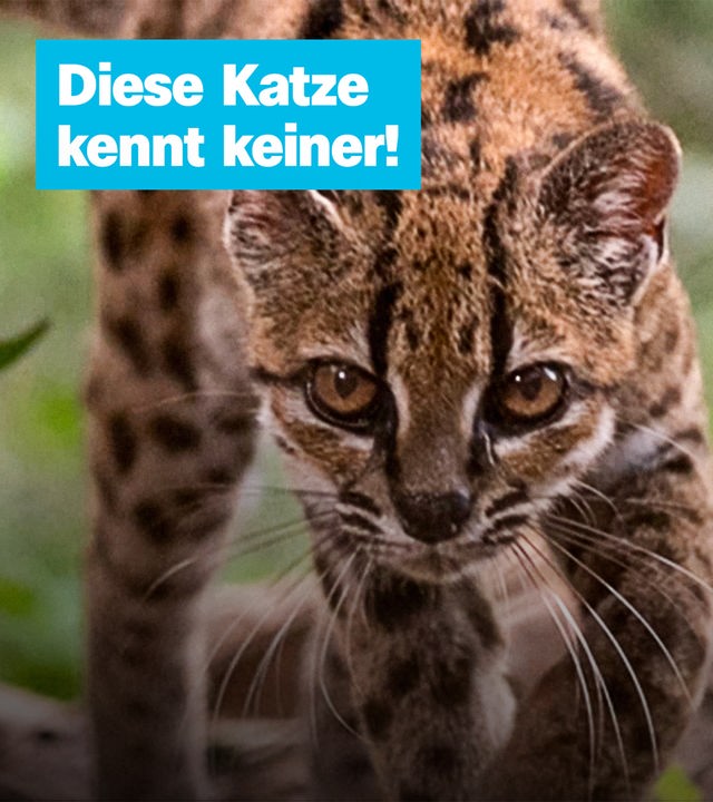 Sendung vom 19. September 2026