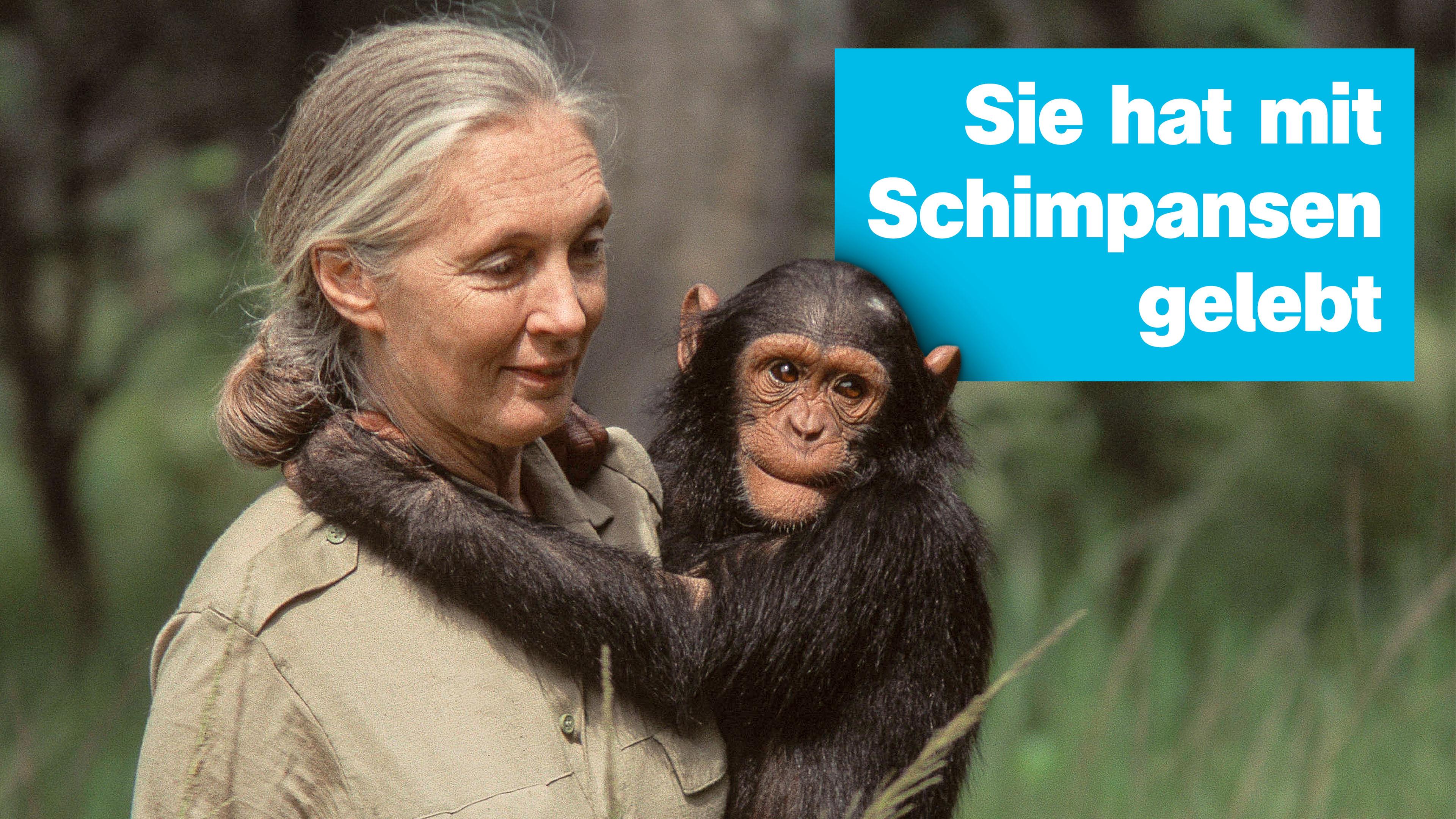 Jane Goodall mit Schimpansen