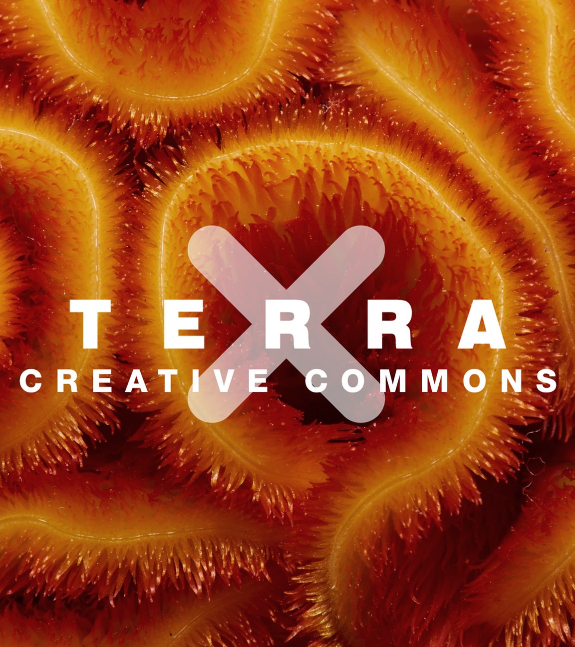 Terra X - Creative Commons
