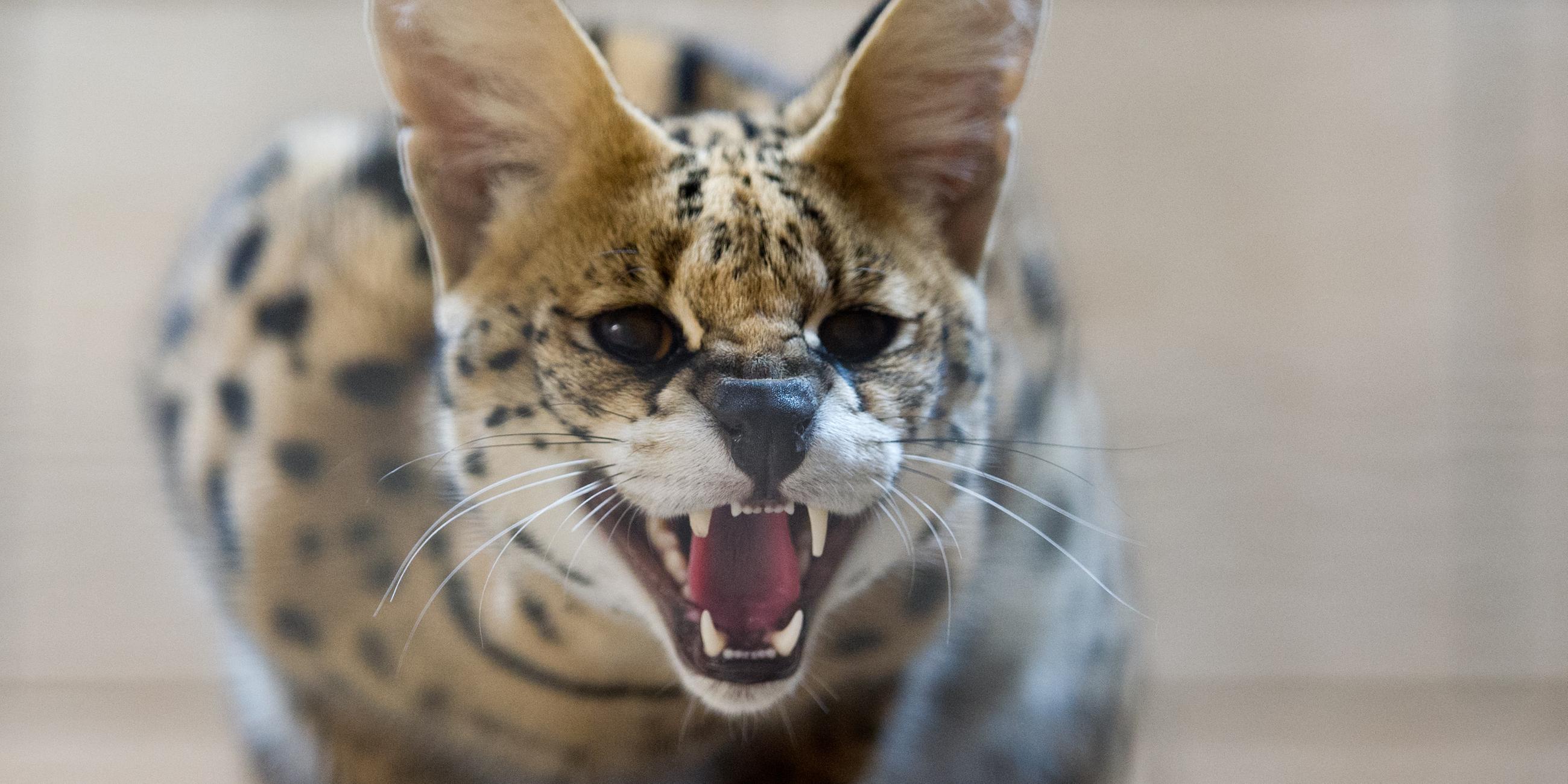 Entlaufene Serval-Katze eingefangen