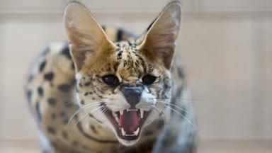 Entlaufene Serval-Katze eingefangen