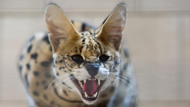 Entlaufene Serval-Katze eingefangen