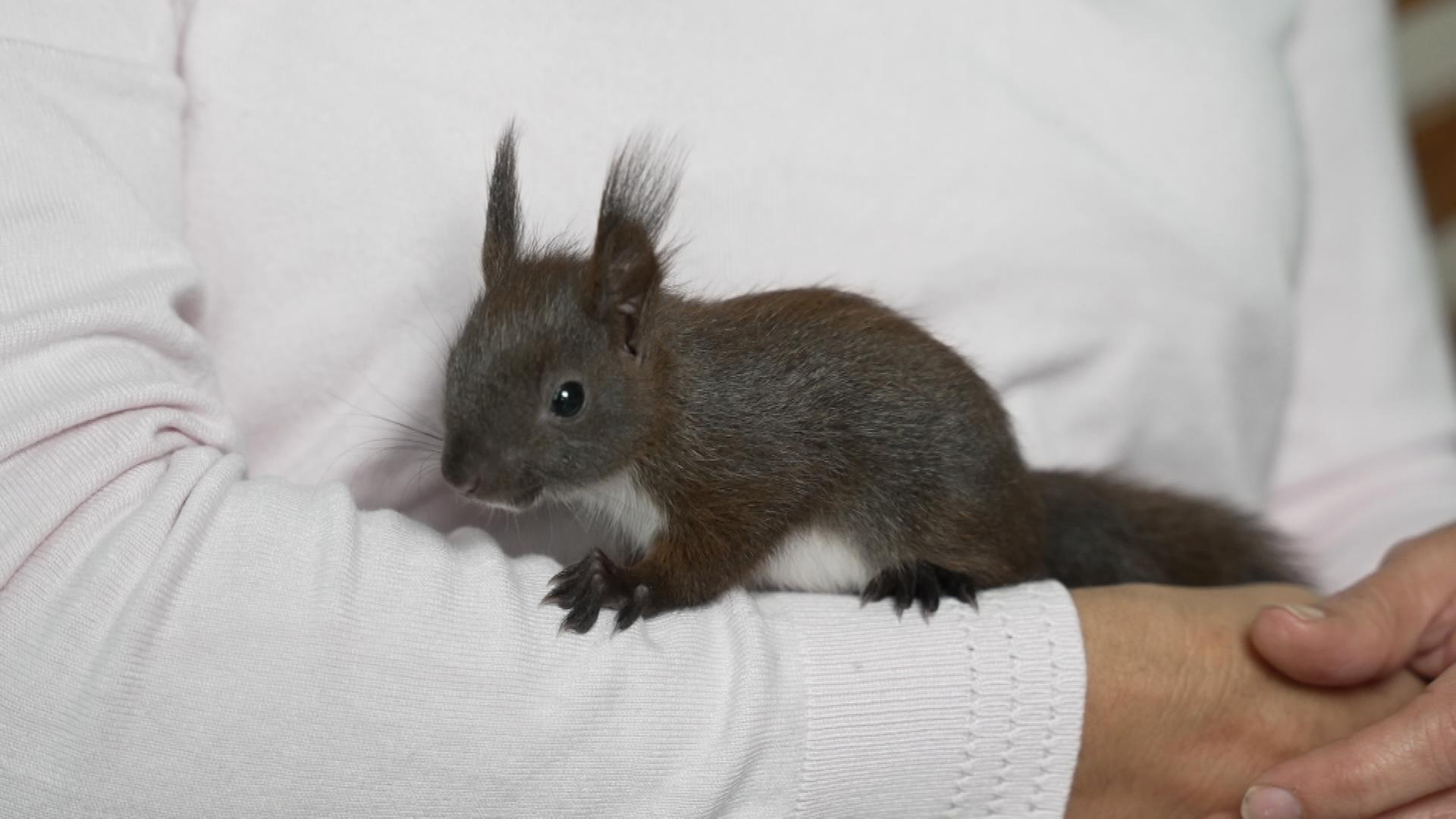 Eichhörnchen