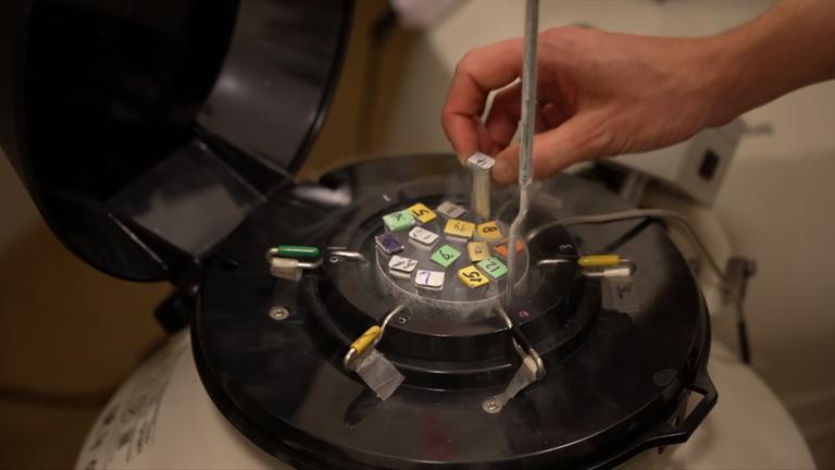 Eingefrorene Eizellen