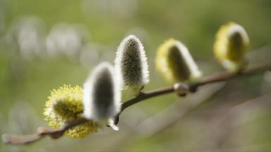 Die Pollensaison beginnt - immer früher