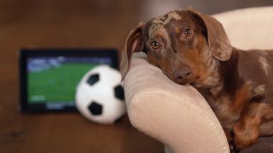 Tiere und die WM