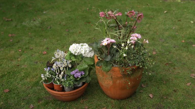 Blumentöpfe