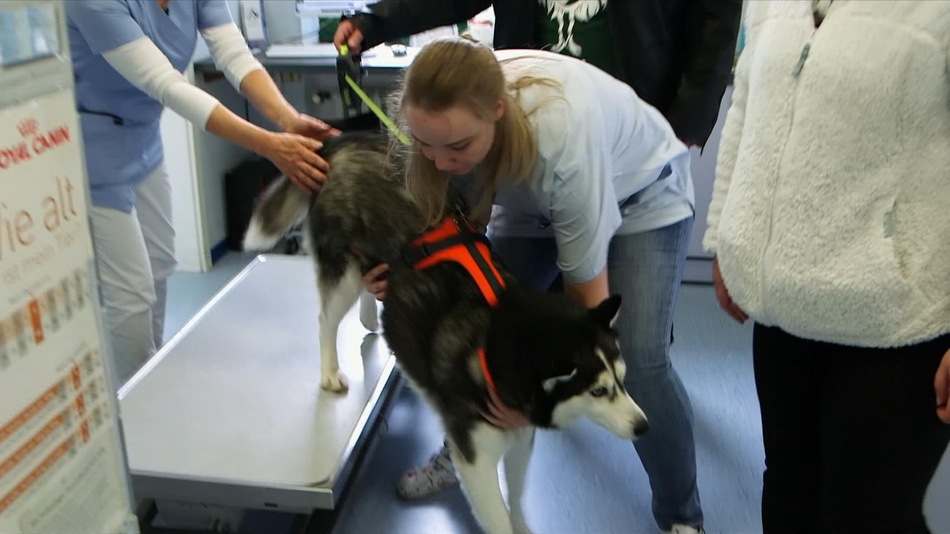 Service: Tierkrankenversicherung