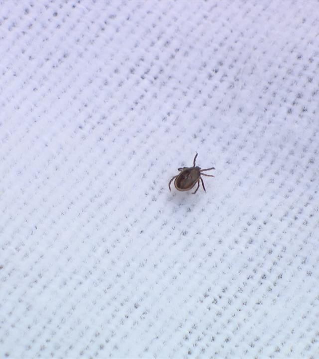 Service: Achtung, Zecken!