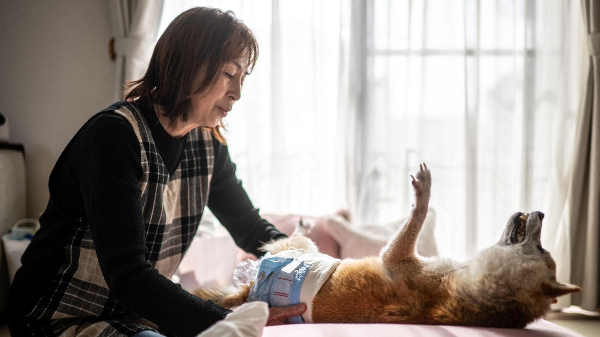 Atsuko Sato zieht ihren Shiba Inu Kabosu an, der als Logo der Kryptowährung Dogecoin viral ging.