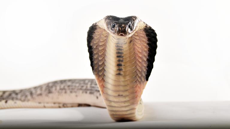 Kopf einer Siamesischen Speikobra