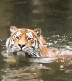 Ein Sibirischer Tiger schwimmt bei hohen Temperaturen
