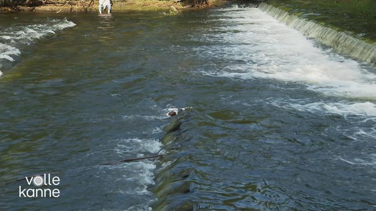 Sichere Abkühlung für Vierbeiner