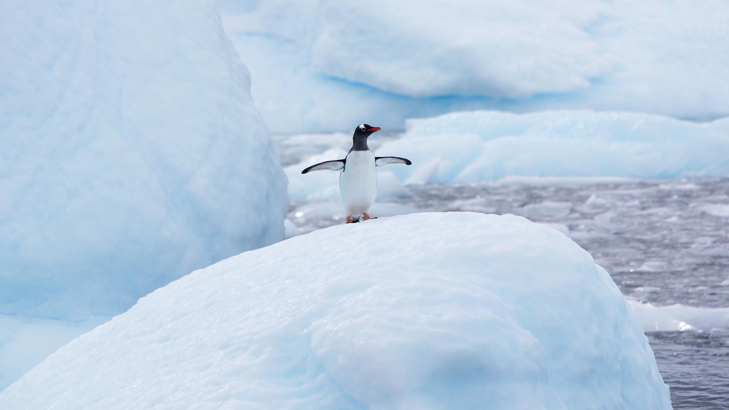 Ein Eselspinguin steht mit seinen zu Flossen umgebildeten Flügeln auf einer Eisscholle.
