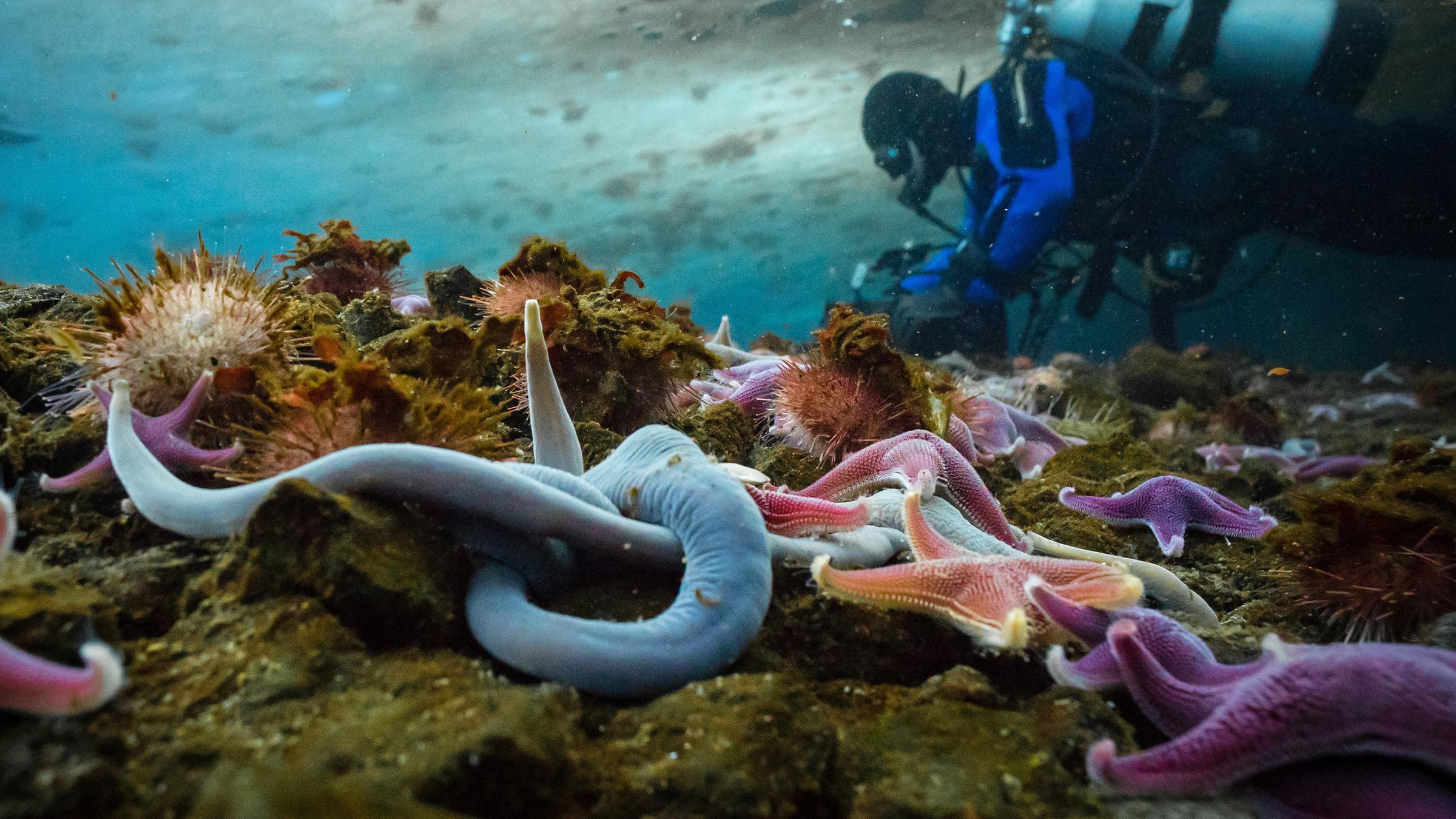 Ein Unterwasser-Kameramann taucht am Meeresboden, der übersät ist mit bunten Seesternen.