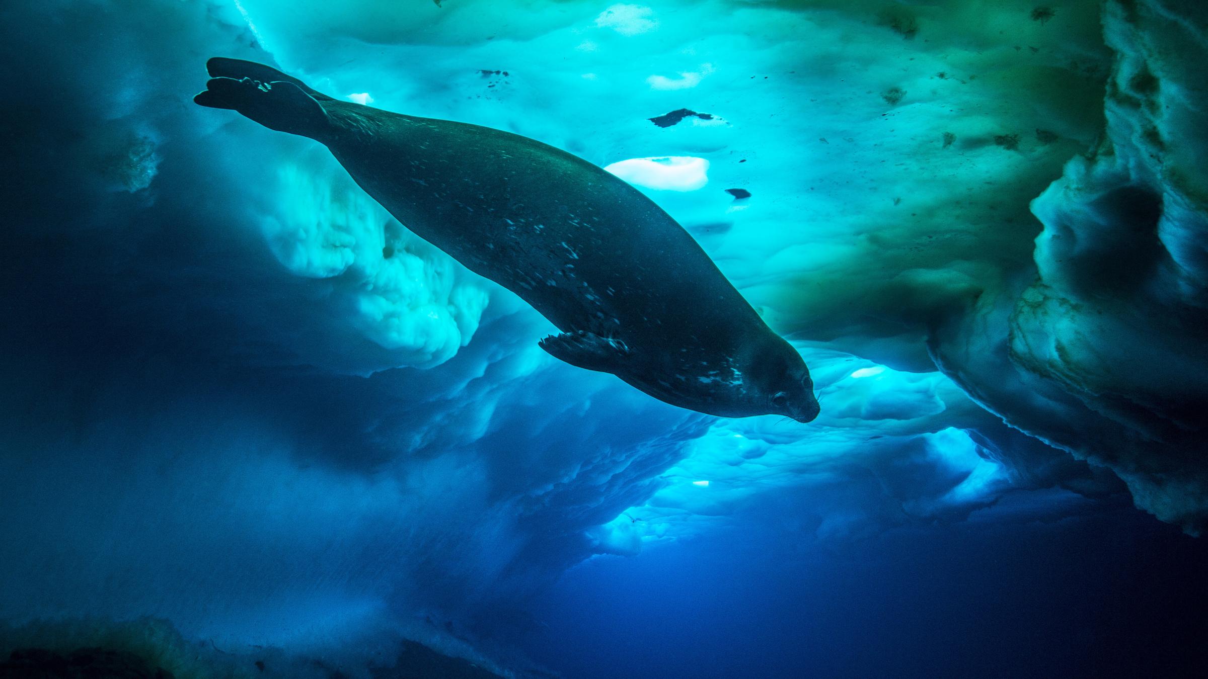 Eine Weddellrobbe schwimmt unter Wasser. Über ihr ist eine dicke Eisschicht zu sehen. Das Bild ist in blaues Licht getaucht.