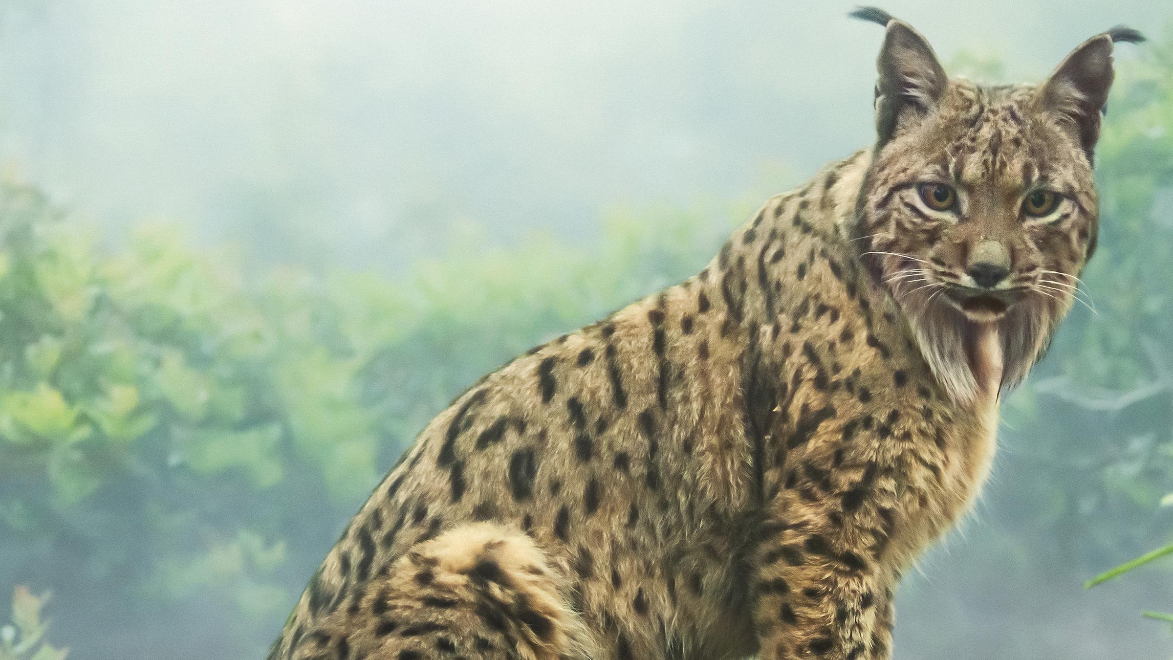 Ein Iberischer Luchs in Nahaufnahme