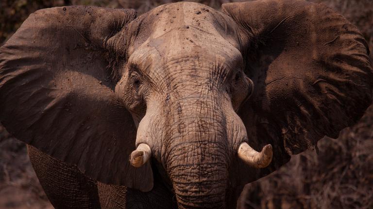 Elefant