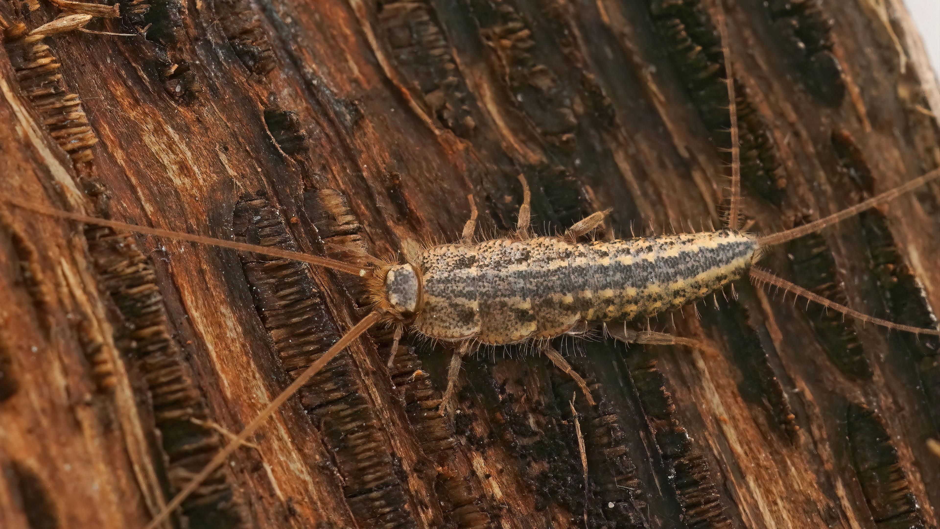 Silberfischchen