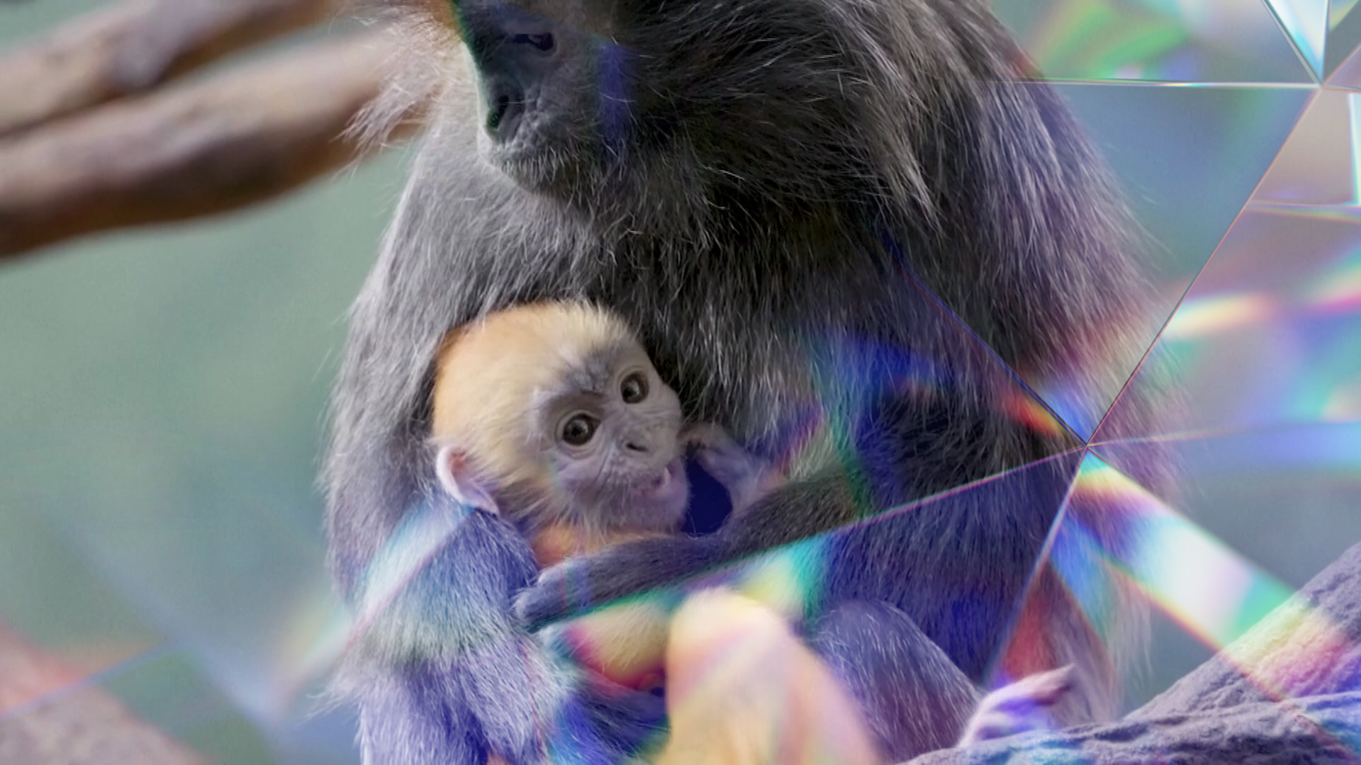 Affenbaby im Arm der Mutter auf einem Ast