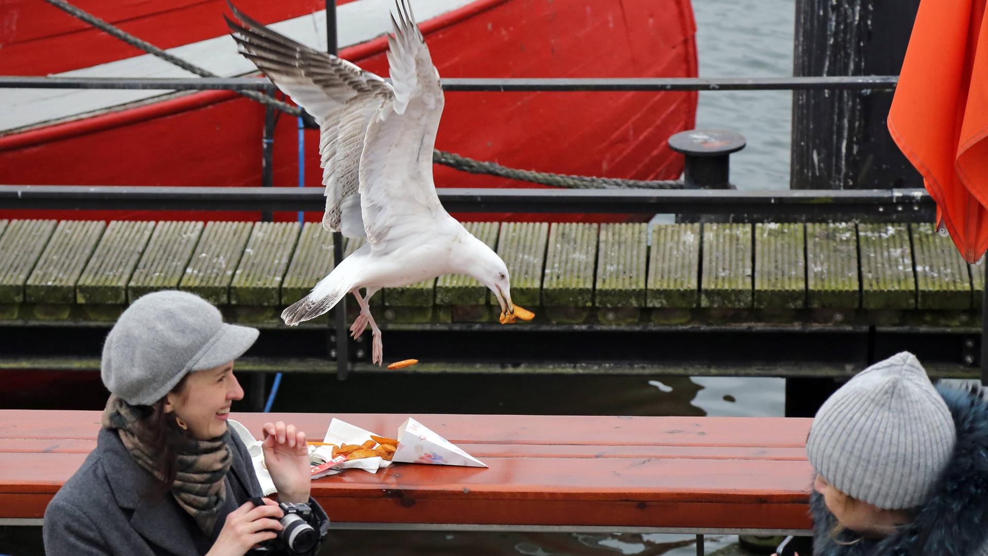 Silbermoewe schnappt sich im Flug ein paar Pommes