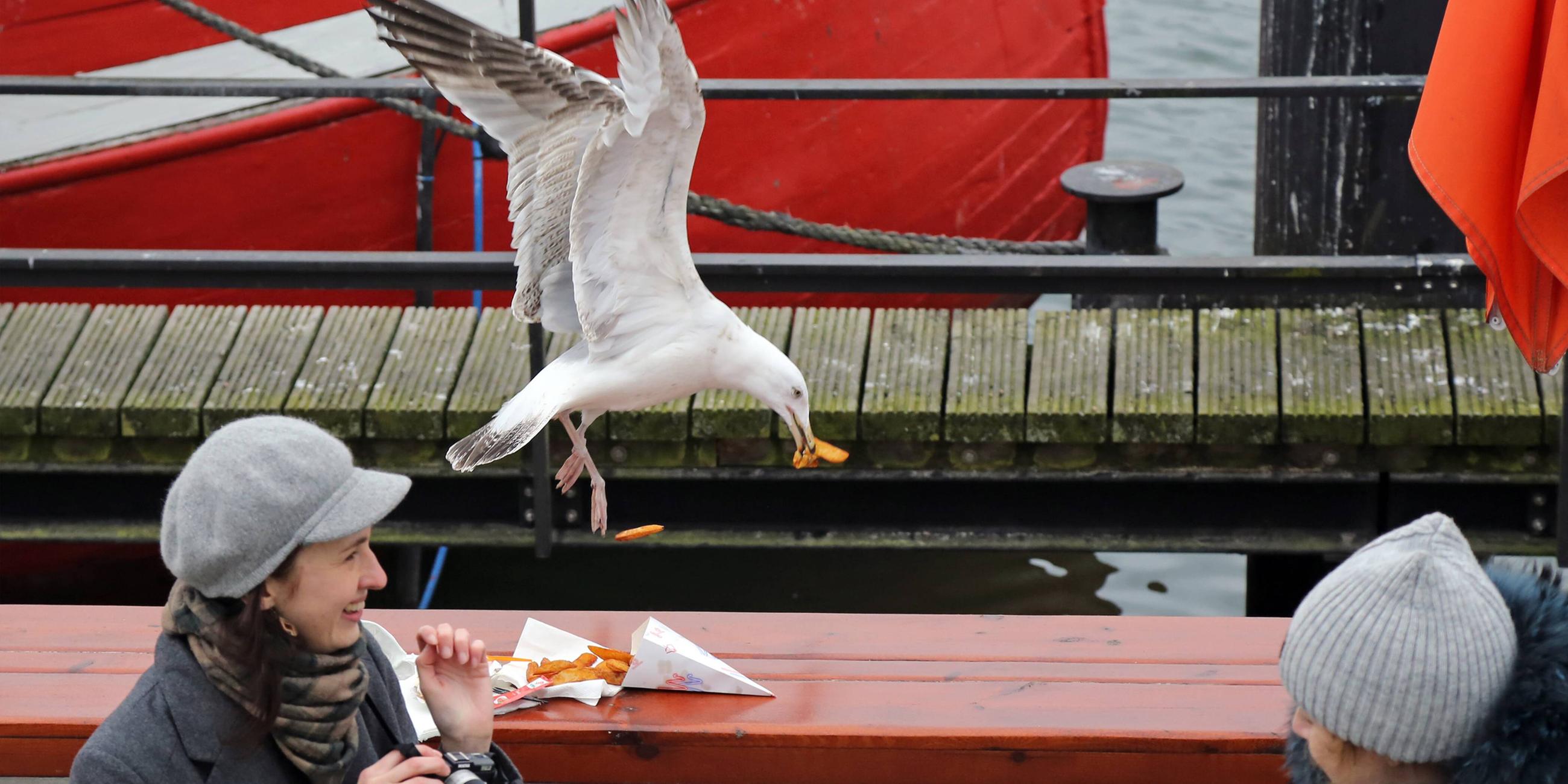 Silbermoewe schnappt sich im Flug ein paar Pommes