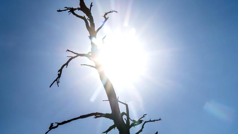 Niedersachsen, Verden: Die Silhouette eines toten Baumes zeichnet sich vor der Sonne ab.