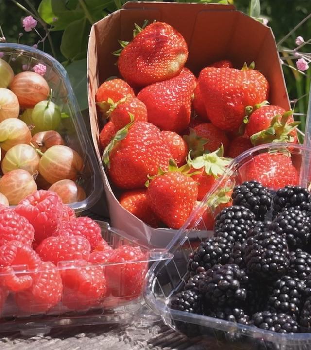 Verschiedene Früchte, Erdbeeren, Heidelbeeren, Brombeeren, Himbeeren, im Bild.