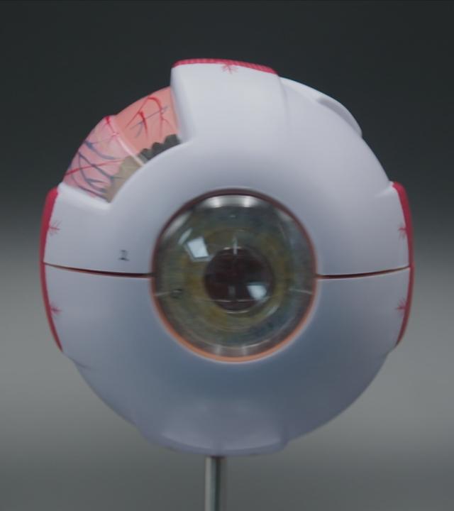 Das Sinnesorgan Auge